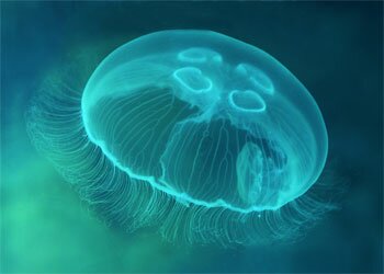 Картинки по запросу фото медузы черного моря