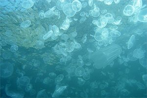 Планктон Фото В Море