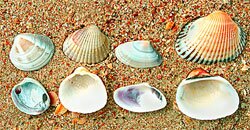 Морские Ракушки И Их Названия Фото