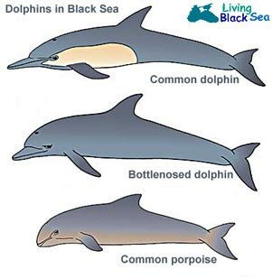 What are different types of dolphins?